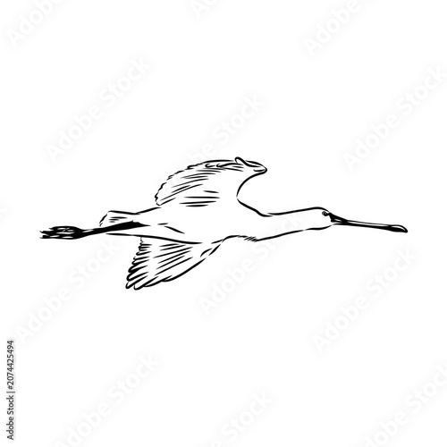 Bild auf Leinwand Spoonbill wild bird, vector sketch