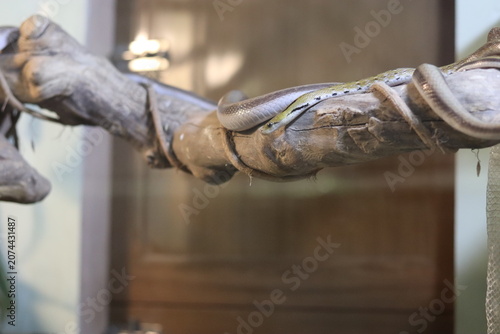 Foto Slender trinket snake coiled tightly around a thick weathered branch in a terrar