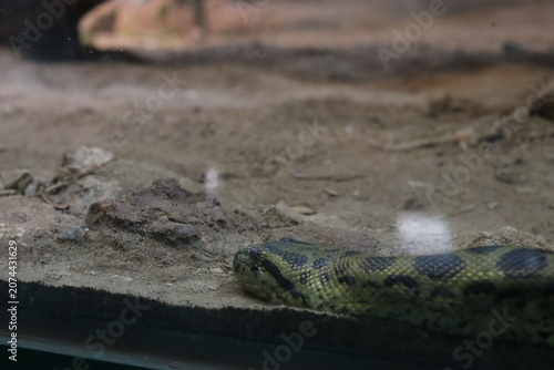 Photos Head and thick body of a green anaconda resting on sandy dirt inside a glass ter