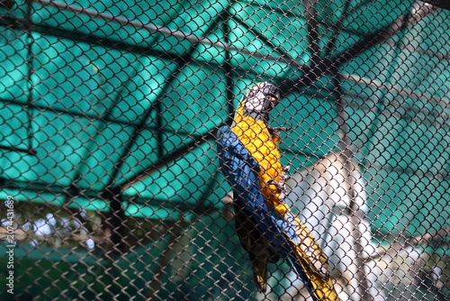 Bild auf Leinwand Blue and yellow macaw parrot clinging onto a high wire mesh fence inside a zoo a