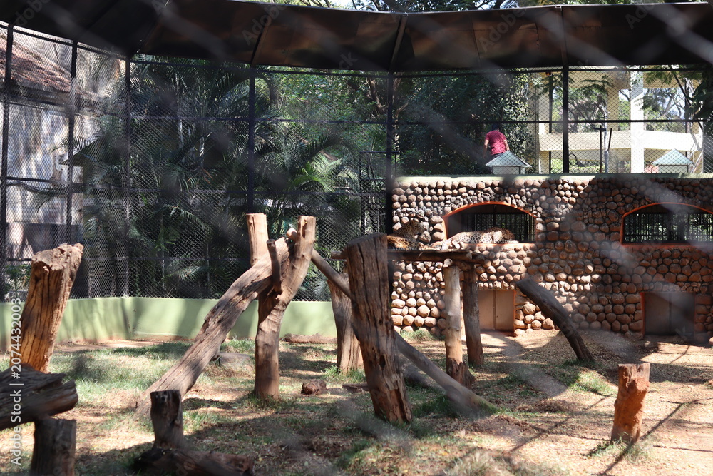 Fototapeta Two leopards resting on a stone platform structure within a large caged zoo encl