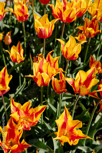 Close-Up of Colorful Tulips at Spring Flower Exhibition in Sweden with Dramatic Sunlight