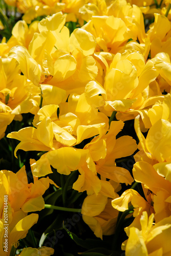 Close-Up of Colorful Tulips at Spring Flower Exhibition in Sweden with Dramatic Sunlight