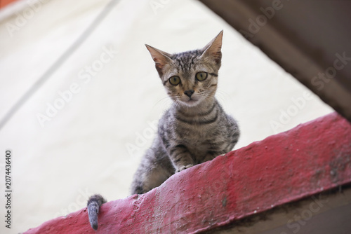 Canvas Print little cat sitting on red concrete wall