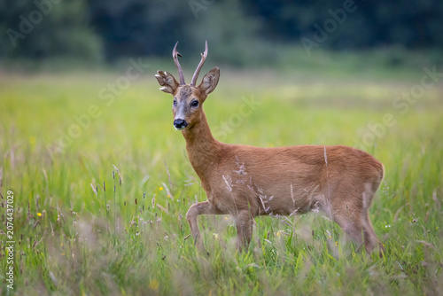 A full profile side view of a wild European roe deer buck (Capreolus capreolus) with clean, hard antlers (not in velvet), showing distinct head injuries likely sustained during a territorial fight. 