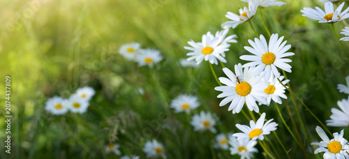 Summer field with many daisy flowers and green grass.