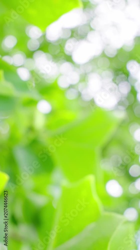 まぶしい光と新緑の葉が織りなす美しい玉ボケとグラデーションの縦型抽象背景映像