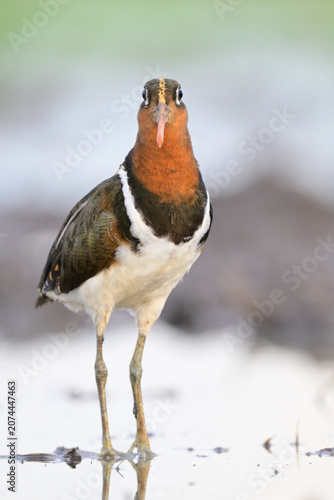 wonder eyes of funny wader bird while walking on swamp, greater painted-snipe, exotic creature