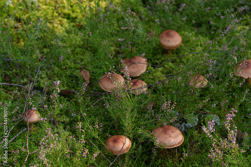 A bitter bolete mushroom grows in the forest among common heather. A whole family of wild mushrooms in their natural habitat in the summer woods.