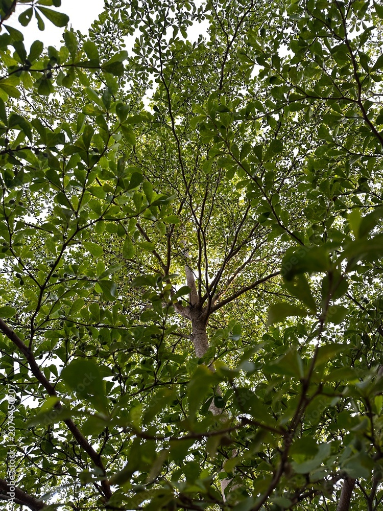 Fototapeta premium Bottom view of a shady green tree canopy against a bright sky background