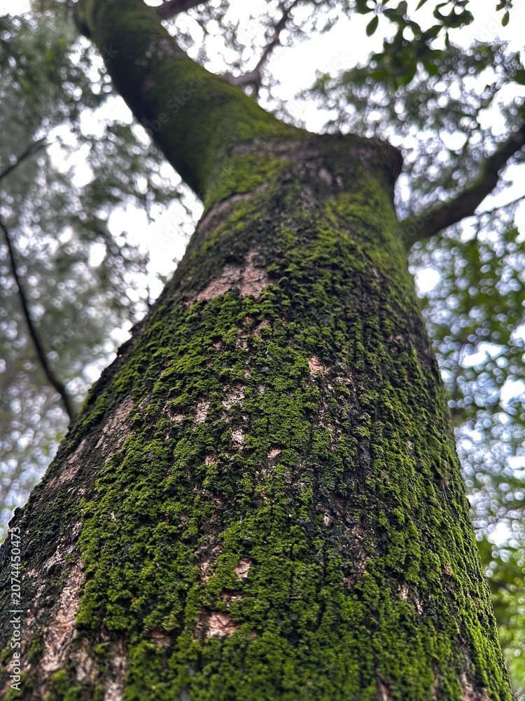 Fototapeta premium Natural background texture of green moss on old tree bark in a rainforest