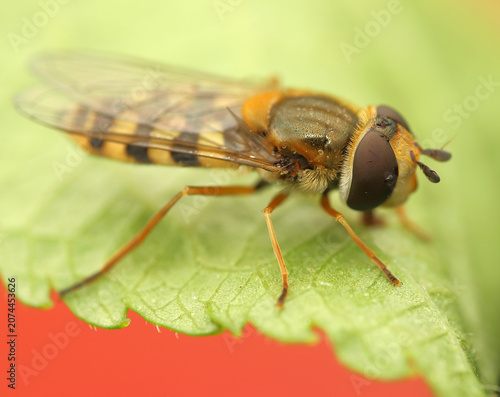 *Syrphus ribesii* insect on a leaf