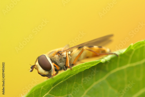 *Syrphus ribesii* insect on a leaf