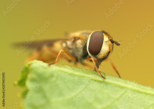 *Syrphus ribesii* insect on a leaf