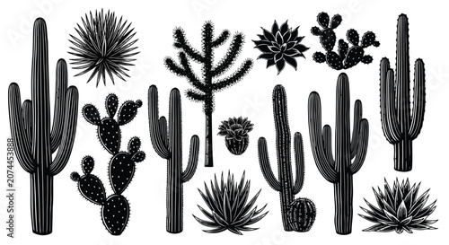 Foto Black and white cactus illustrations
