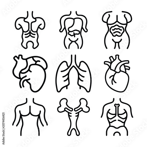 Human Anatomy Medical Organ Collection