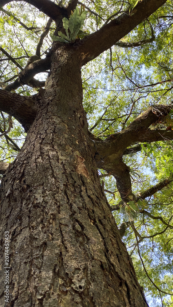 Fototapeta premium Tall tree trunk looking up towards green canopy and branches