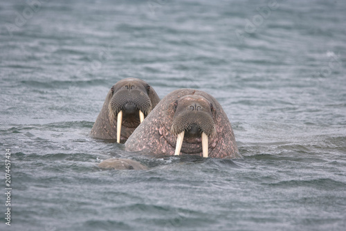 two walrus in the Arctic Ocean 
