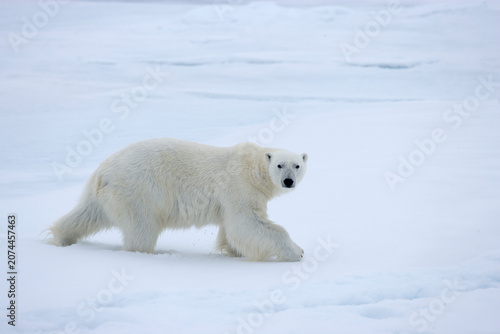 Polar bear crossing sea ice in the Arctic