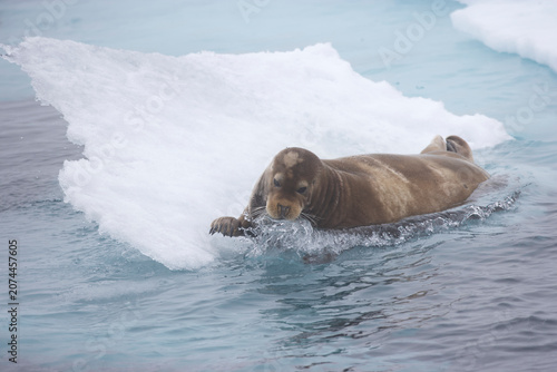 Bearded seal sliding off an ice floe in the Arctic