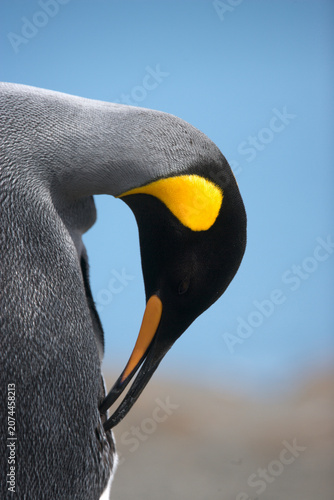 King penguin preening feathers