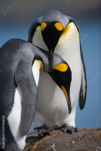 King penguins caressing and preening each other