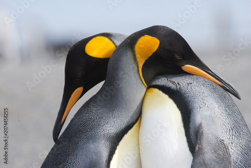 King penguins caressing and preening each other