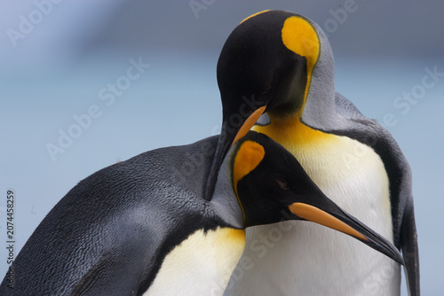 King penguins caressing and preening each other