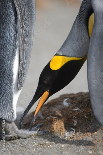 King penguins caressing and preening each other