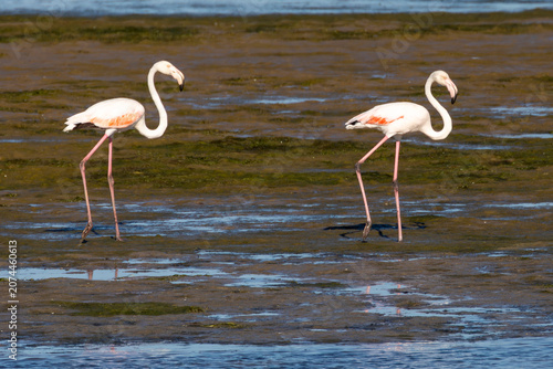 Fotografi Greater Flamingos (Phoenicopterus roseus) at sunset walking on tidal mudflats, B