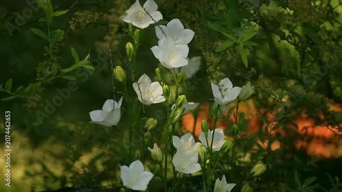In a garden setting, flowers are blooming under warm sunlight. Green leaves surround the white flowers, creating a natural backdrop. The scene shows the beauty of springtime and nature's growth.