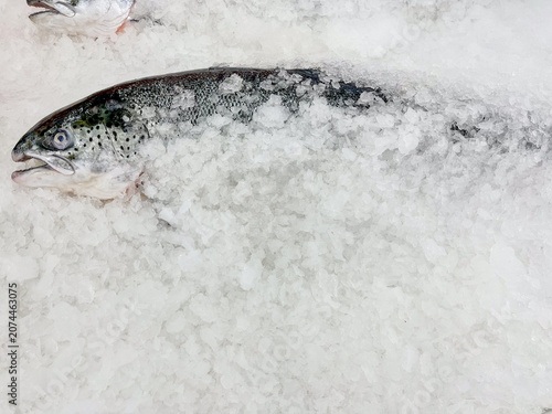 Photos Fresh salmon fish on ice in shellfish for sell at fish market