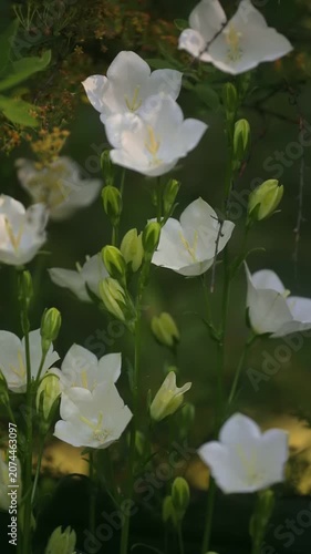 White flowers grow tall in a garden. The morning sunlight shines on the petals. Green buds surround the blossoms. This is a scene from spring in a peaceful garden setting.