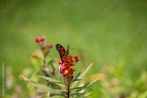 Monarch Butterfly on asclepsias Milkweed Flower in Garden