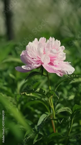 A pink flower blooms in a garden filled with green leaves. The sun lights up the petals as they gently sway in the breeze. Nature shows its beauty in this floral moment in time.