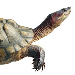 PNG of A beautifully detailed close-up of a turtle showcasing its textured shell and vibrant colors.