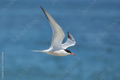 The common tern (Sterna hirundo) is a seabird in the family Laridae. This bird has a circumpolar distribution, its four subspecies breeding in temperate and subarctic regions of Europe, Asia and North
