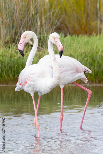 Принти на полотні Greater Flamingos (Phoenicopterus roseus) walking on tidal mudflats, Berg River
