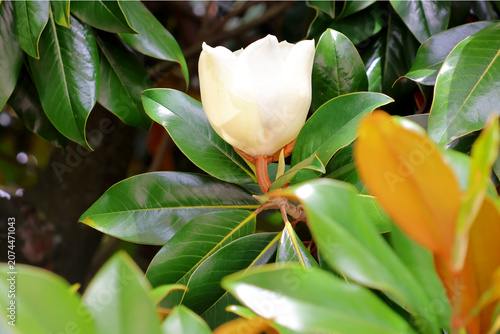 Foto bouton de la fleur du magnolia
