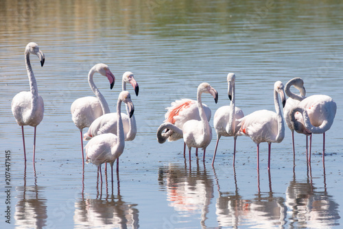 Bild auf Leinwand Flock of Greater Flamingos (Phoenicopterus roseus) Strandfontein Sewage Works, C