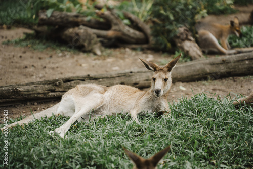 Kangaroo laying down at zoo in Australia