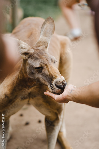 Australian kangaroo in the zoo eating out of a hand