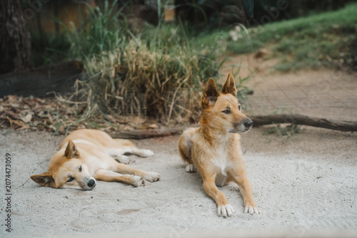 Australian dingos laying down in the zoo