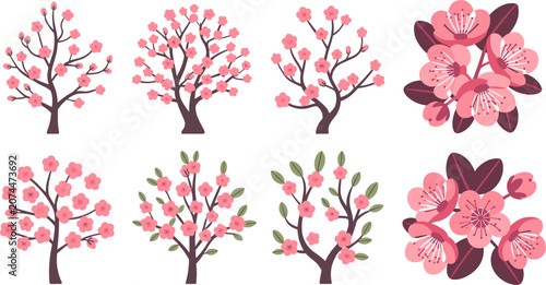 A collection of vector illustrations featuring beautiful cherry blossom trees and delicate pink flower clusters for spring themed designs.
