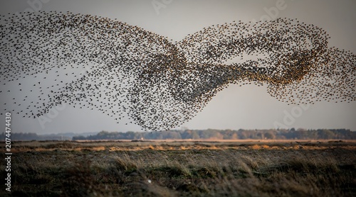 Stunning murmuration of starlings flying over a field at dusk.