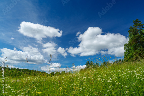 green field and blue sky