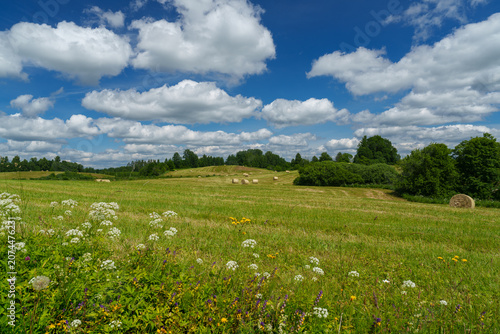 meadow with flowers