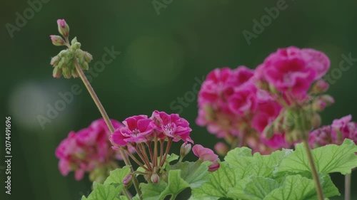 Bright pink geranium flowers and buds with green leaves close-up