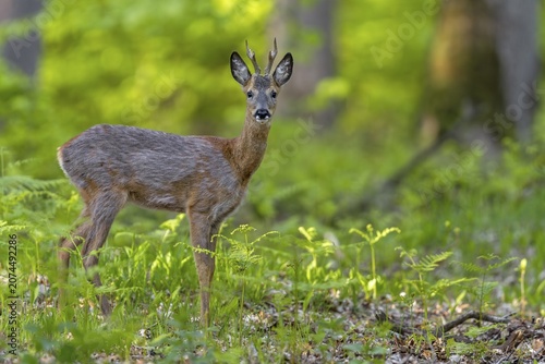 A movement has induced the roebuck (Capreolus capreolus) to move back into the protective cover, change of coat, May, Germany