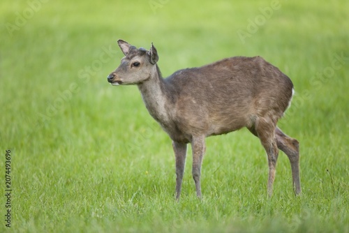 Sika Deer (Cervus nippon), with antlers forming, captive, Bavaria, Germany